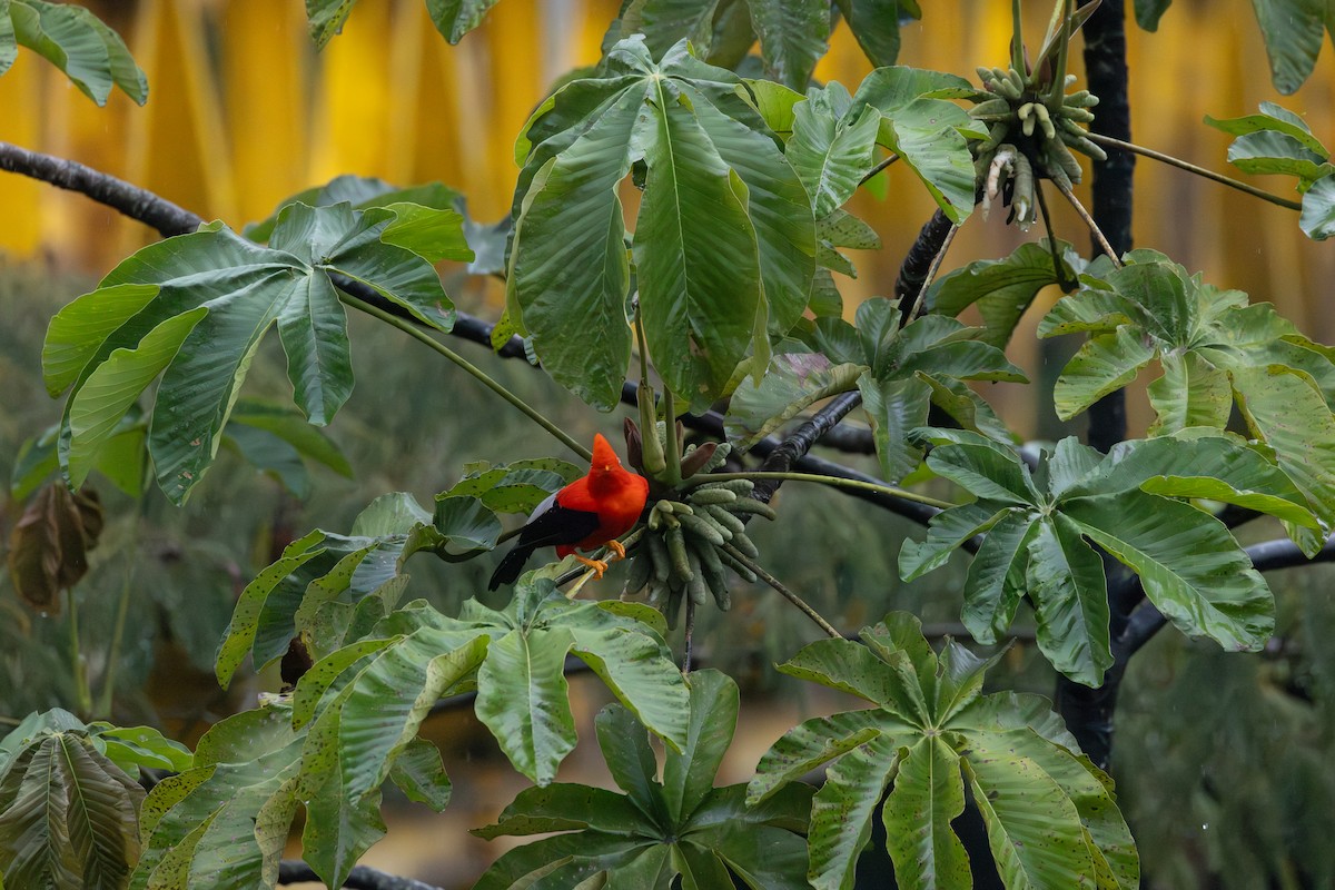 Andean Cock-of-the-rock - ML646767880
