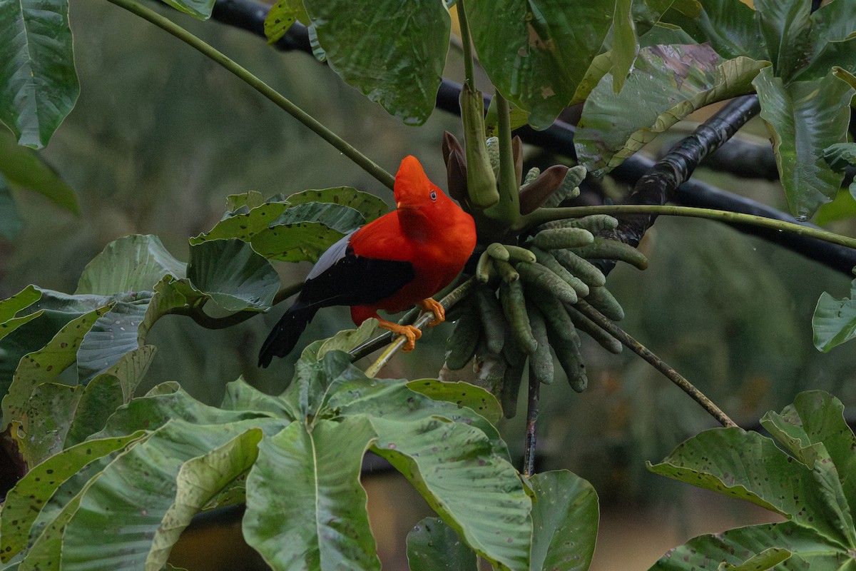 Andean Cock-of-the-rock - ML646767881