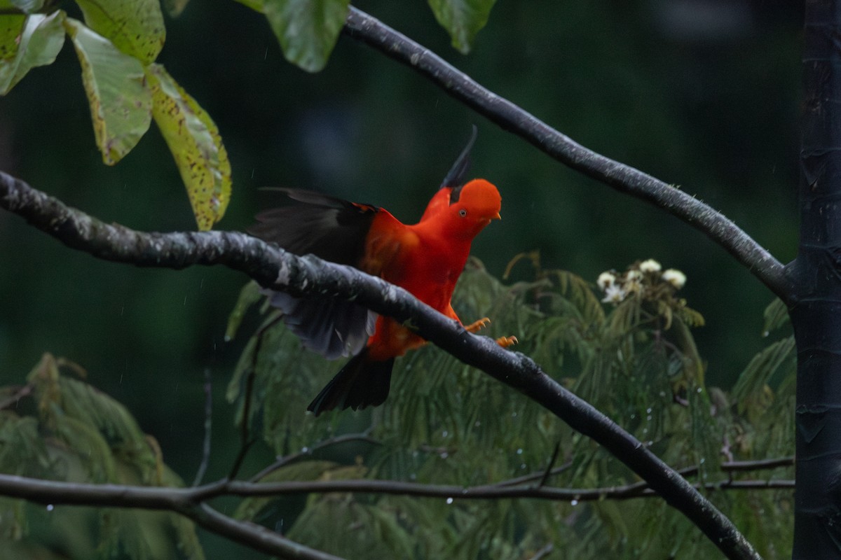 Andean Cock-of-the-rock - ML646767883