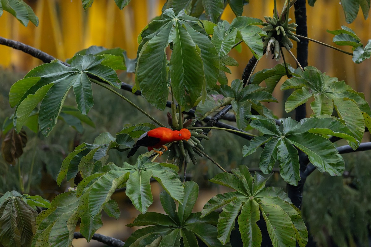 Andean Cock-of-the-rock - ML646767884