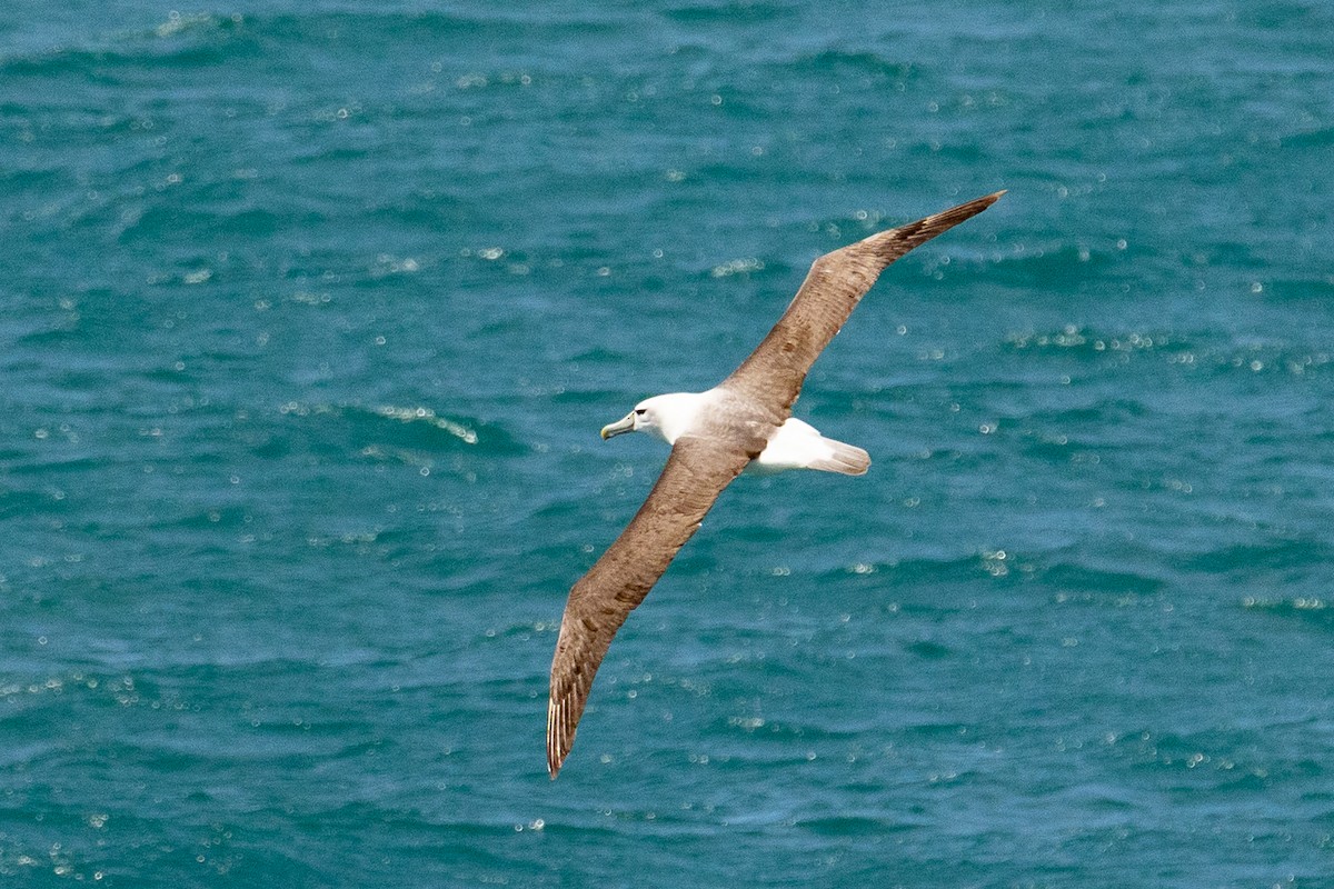 White-capped Albatross - ML646767888