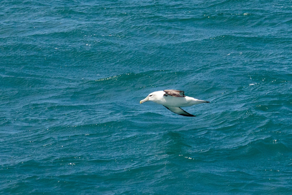 White-capped Albatross - ML646767889