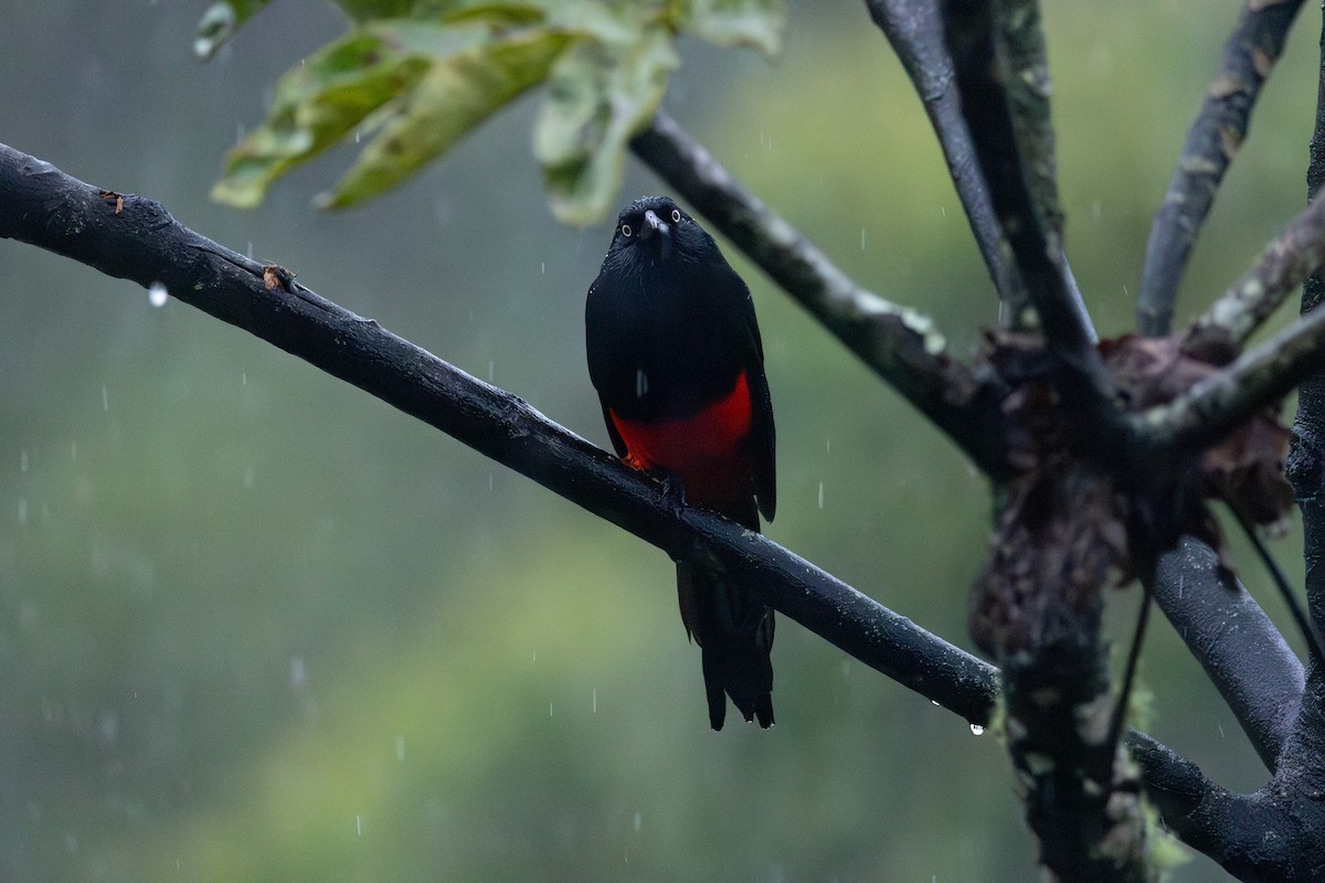 Red-bellied Grackle - ML646767891