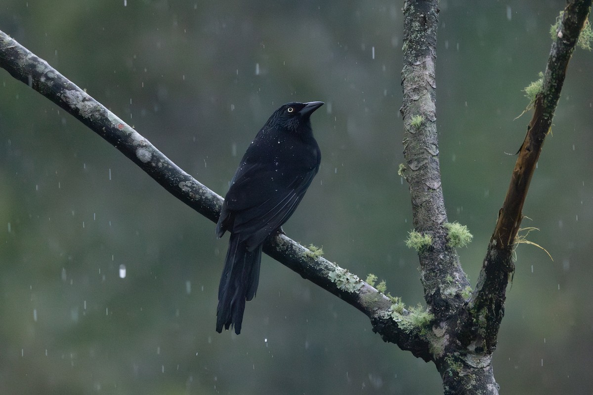 Red-bellied Grackle - ML646767892