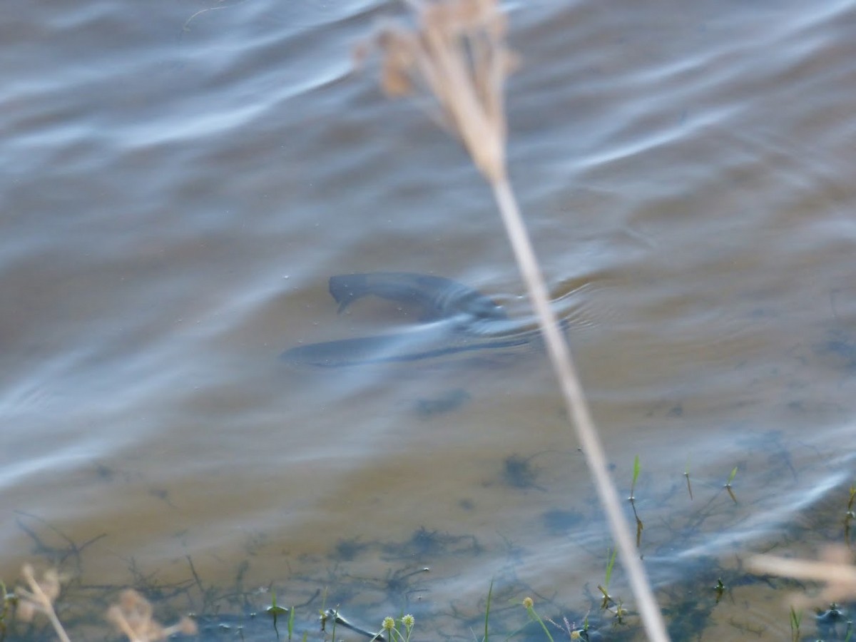 Ray-finned Fishes - ML646767893