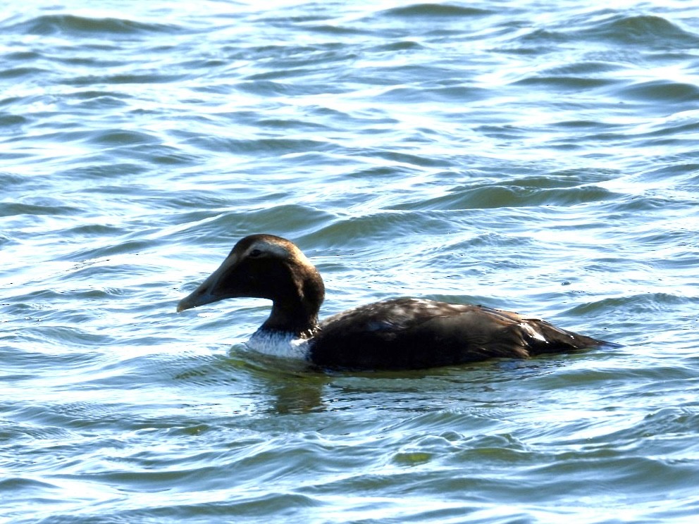 Common Eider - ML646767894