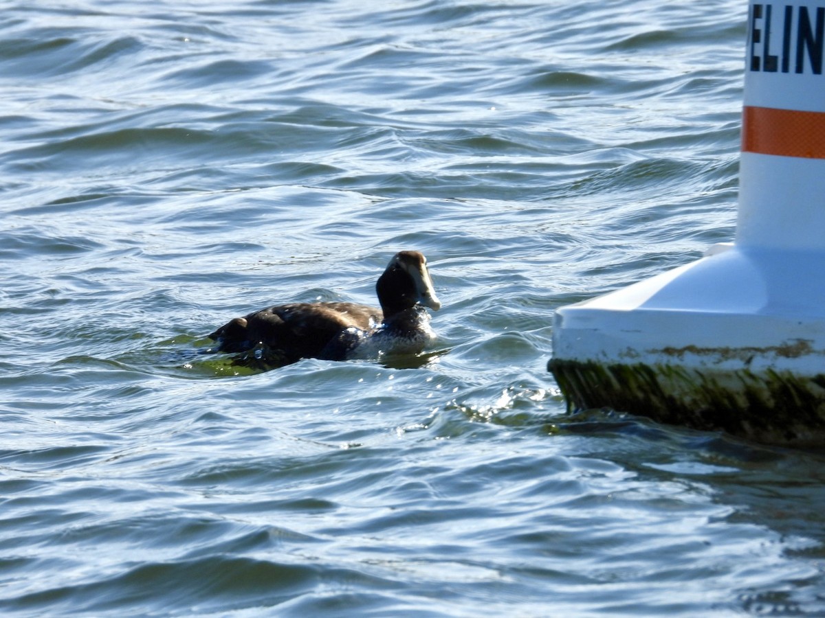Common Eider - ML646767895