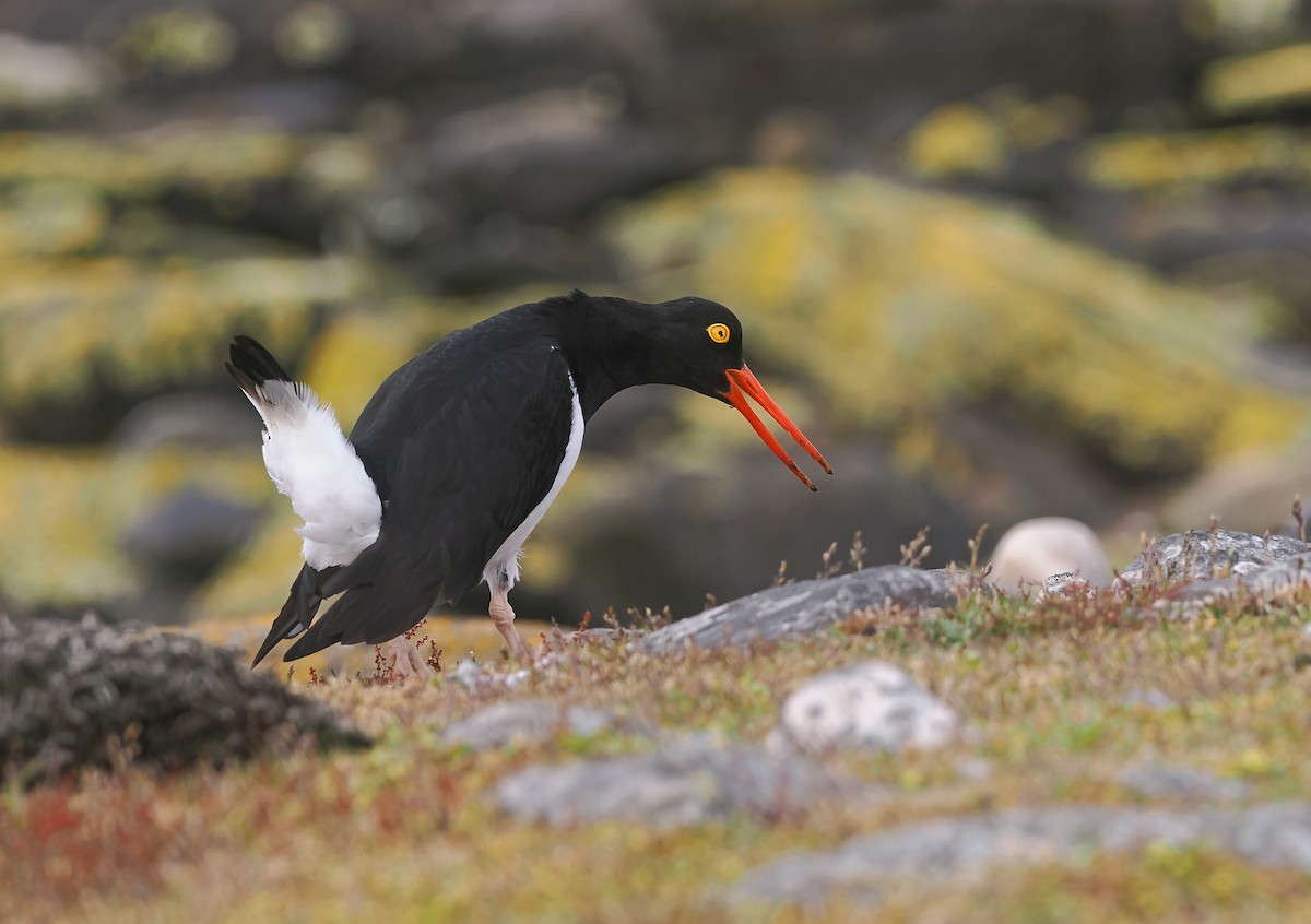 Magellanic Oystercatcher - ML646767896