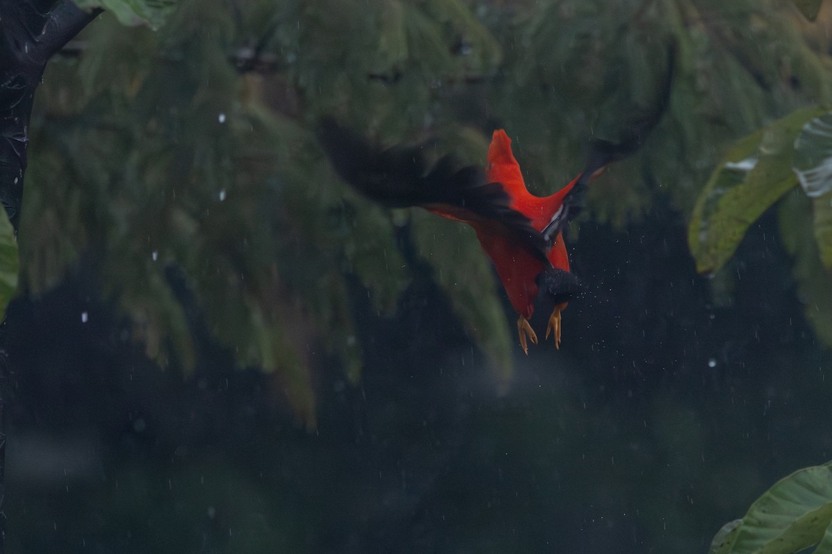 Andean Cock-of-the-rock - ML646767897