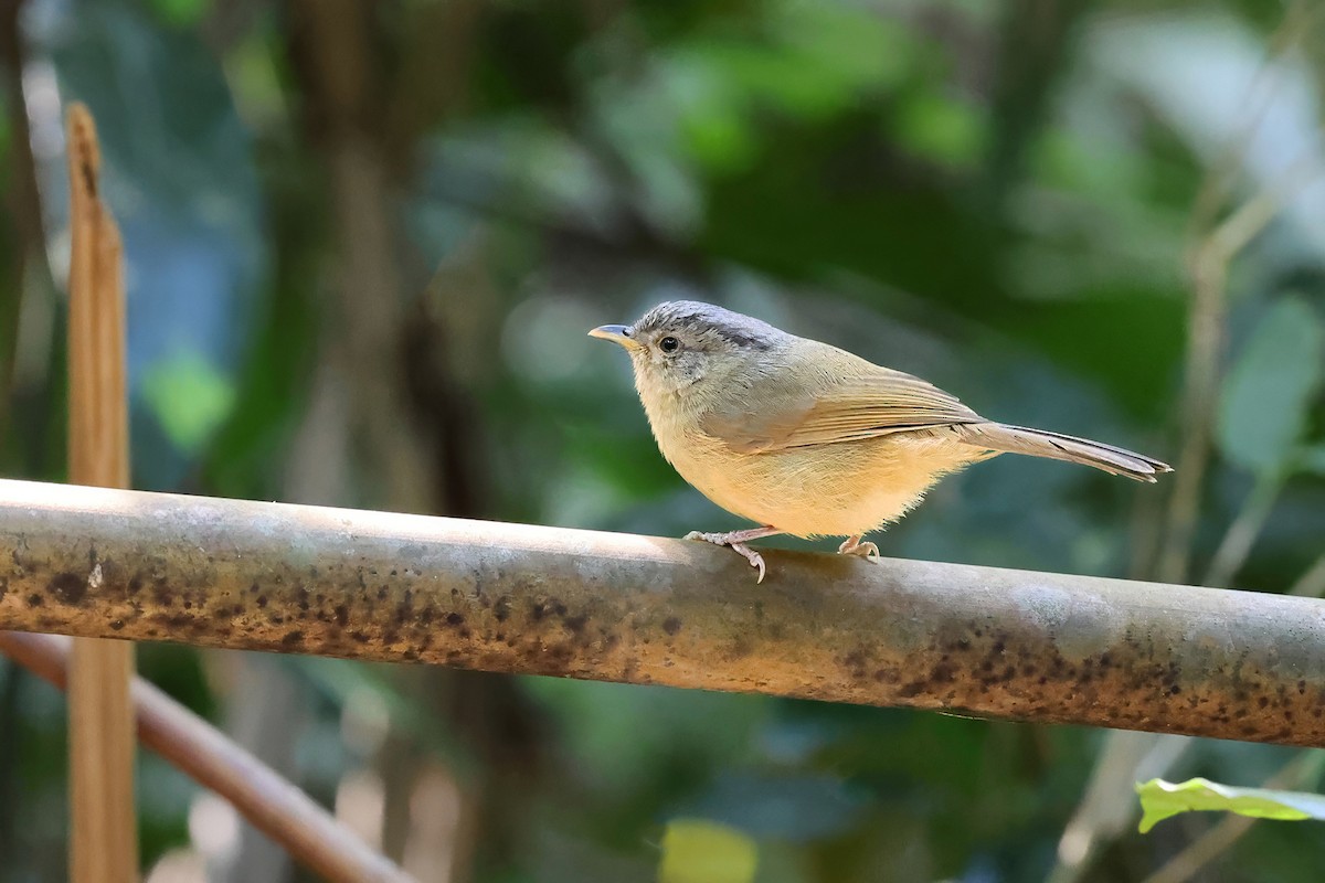Brown-cheeked Fulvetta - ML646767900