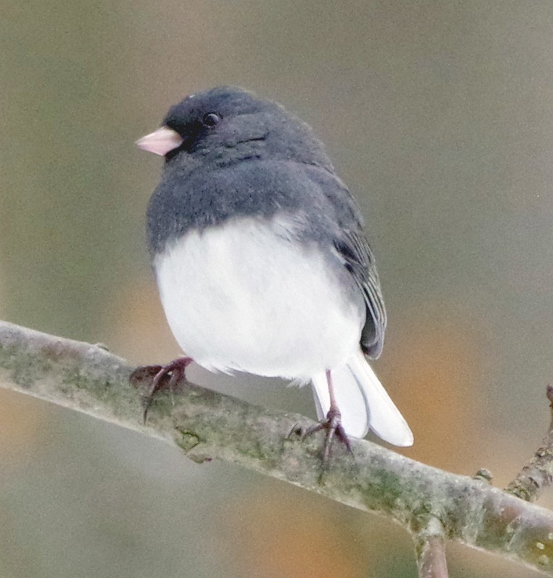 Dark-eyed Junco (Slate-colored) - ML646767901