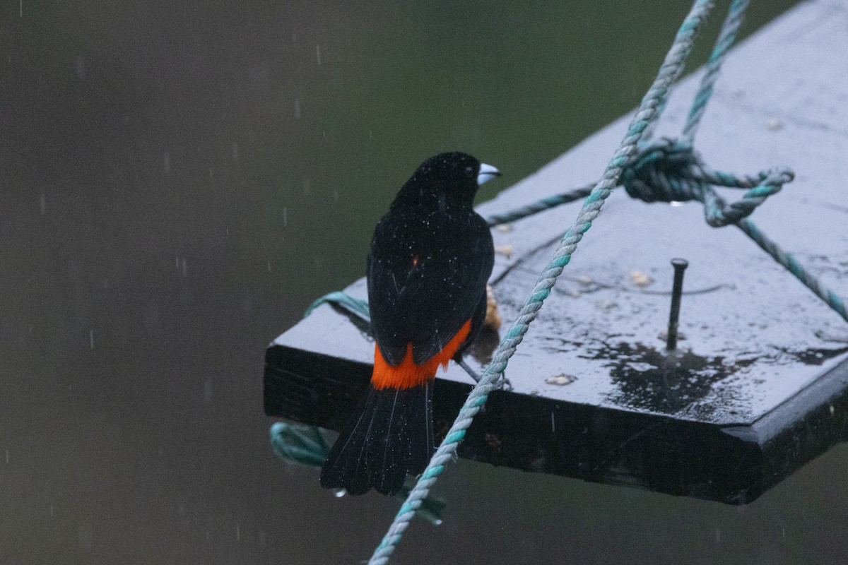 Flame-rumped Tanager - ML646767902