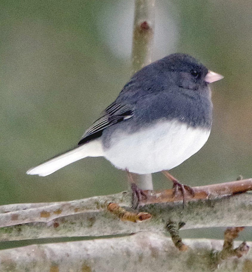 Dark-eyed Junco (Slate-colored) - ML646767903