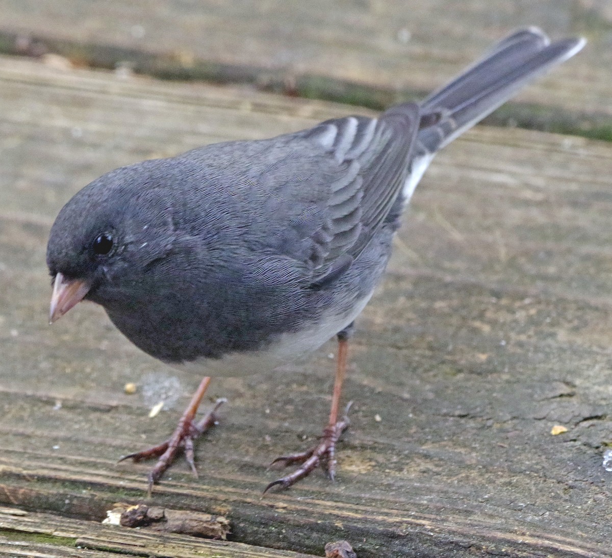Dark-eyed Junco (Slate-colored) - ML646767904