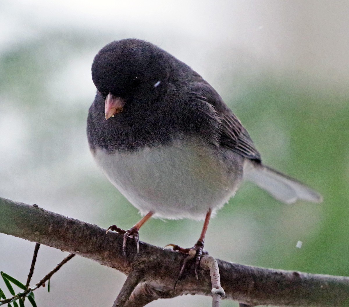 Dark-eyed Junco (Slate-colored) - ML646767905
