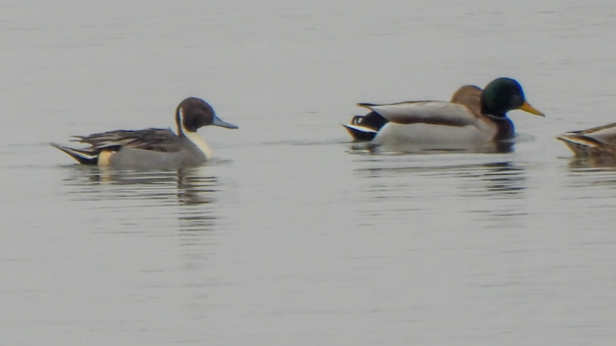 Northern Pintail - ML646767907