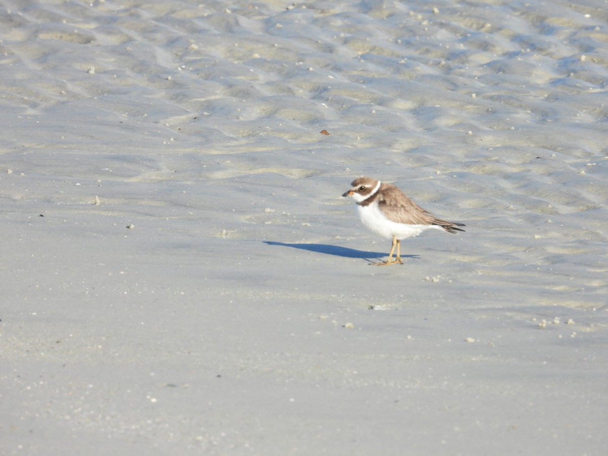 Semipalmated Plover - ML646767908