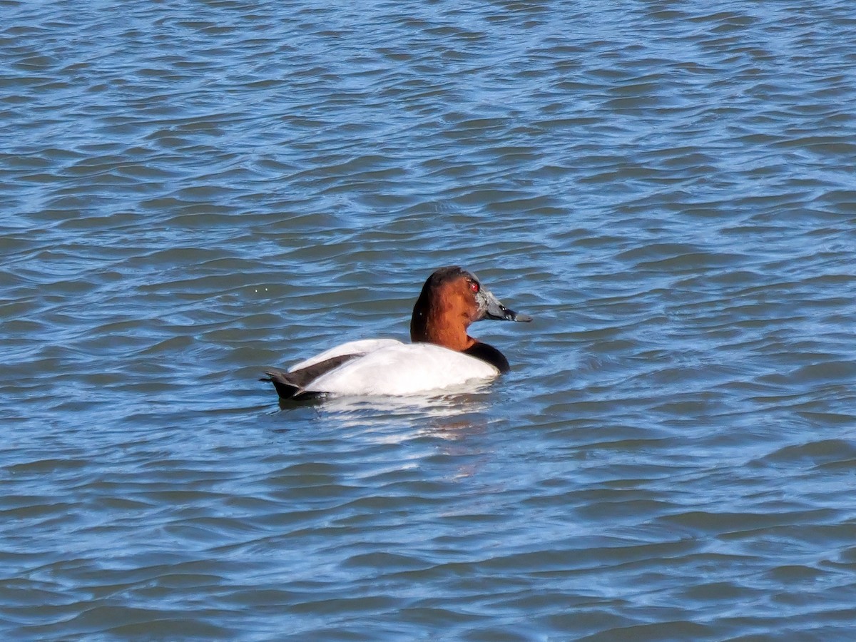 Canvasback - ML646767909