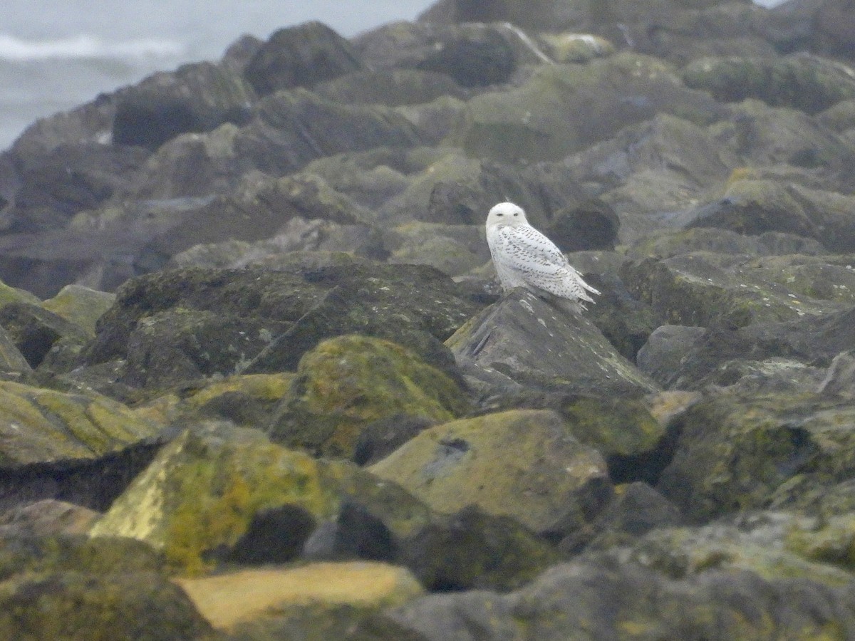 Snowy Owl - ML646767910