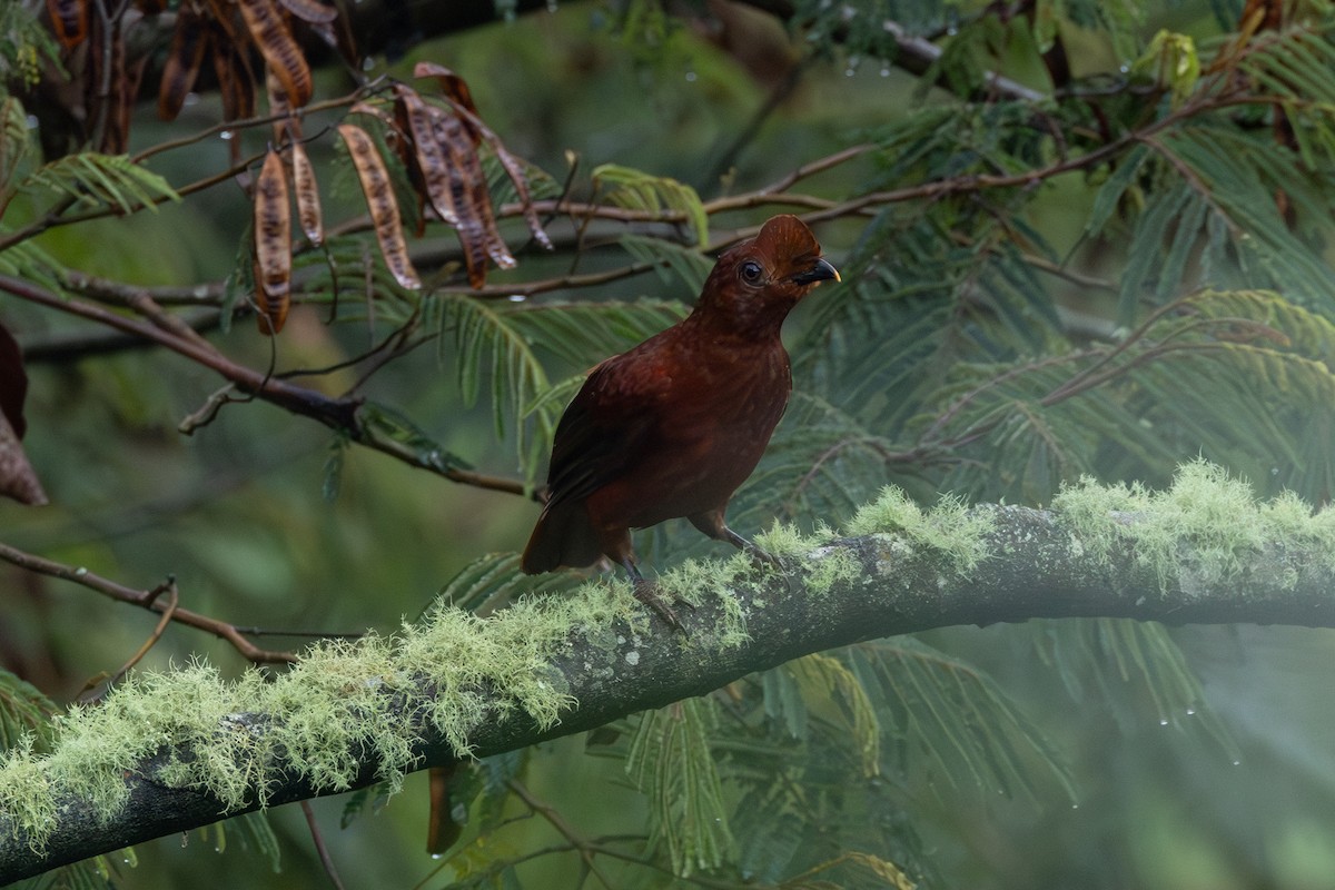 Andean Cock-of-the-rock - ML646767911