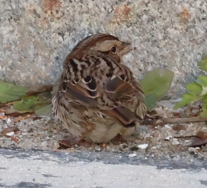 Song Sparrow - ML646767912