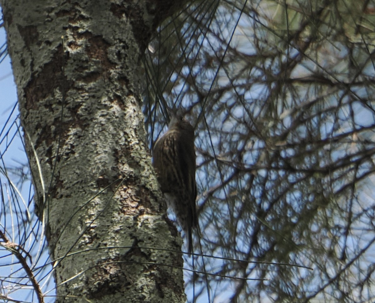White-throated Treecreeper - ML646767915