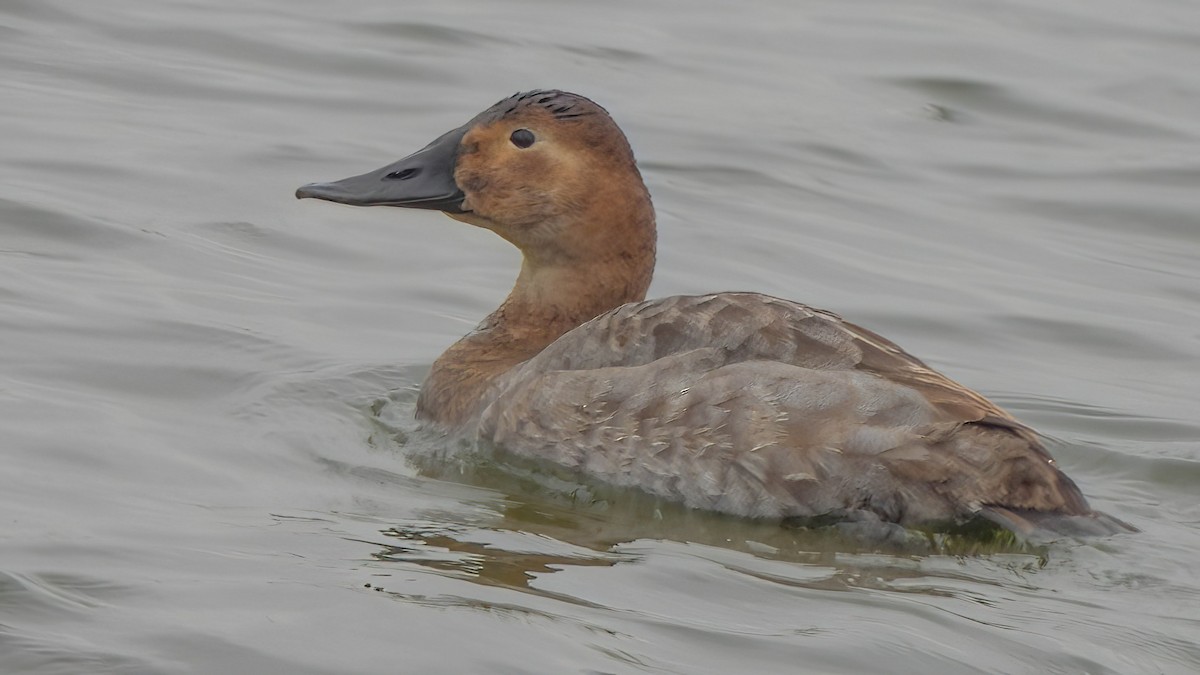 Canvasback - ML646767916