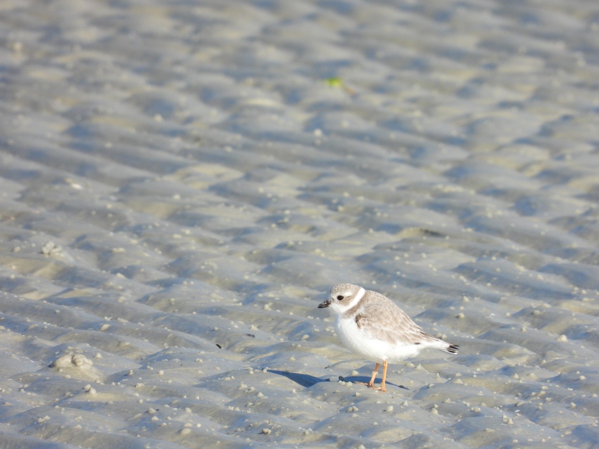 Piping Plover - ML646767917