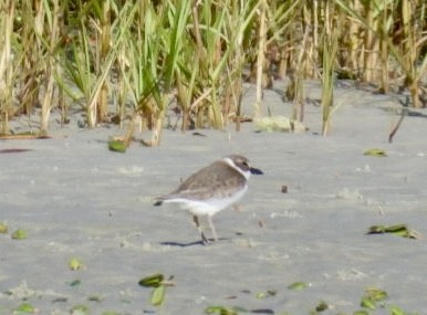 Wilson's Plover - ML646767920