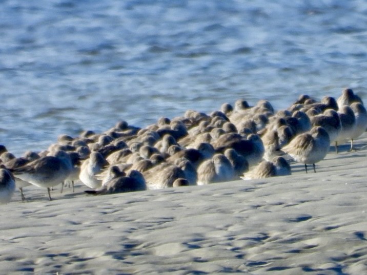 Red Knot - ML646767923