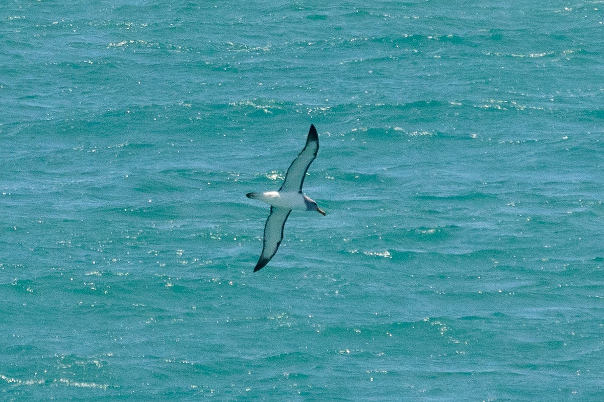 Альбатрос баунтійський - ML646767924