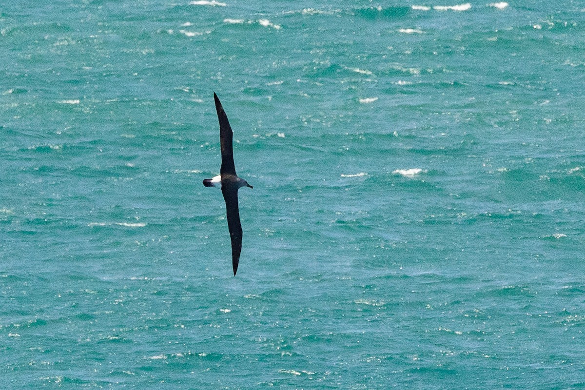 Альбатрос баунтійський - ML646767925