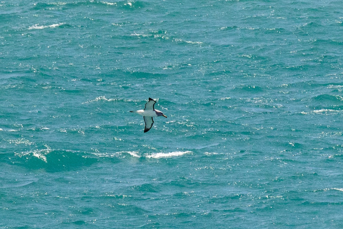 Альбатрос баунтійський - ML646767926