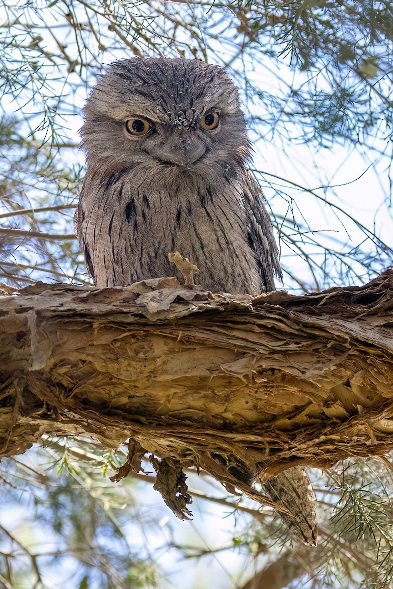 Tawny Frogmouth - ML646767928