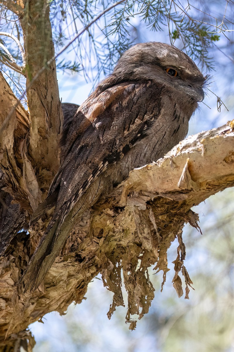 Tawny Frogmouth - ML646767929