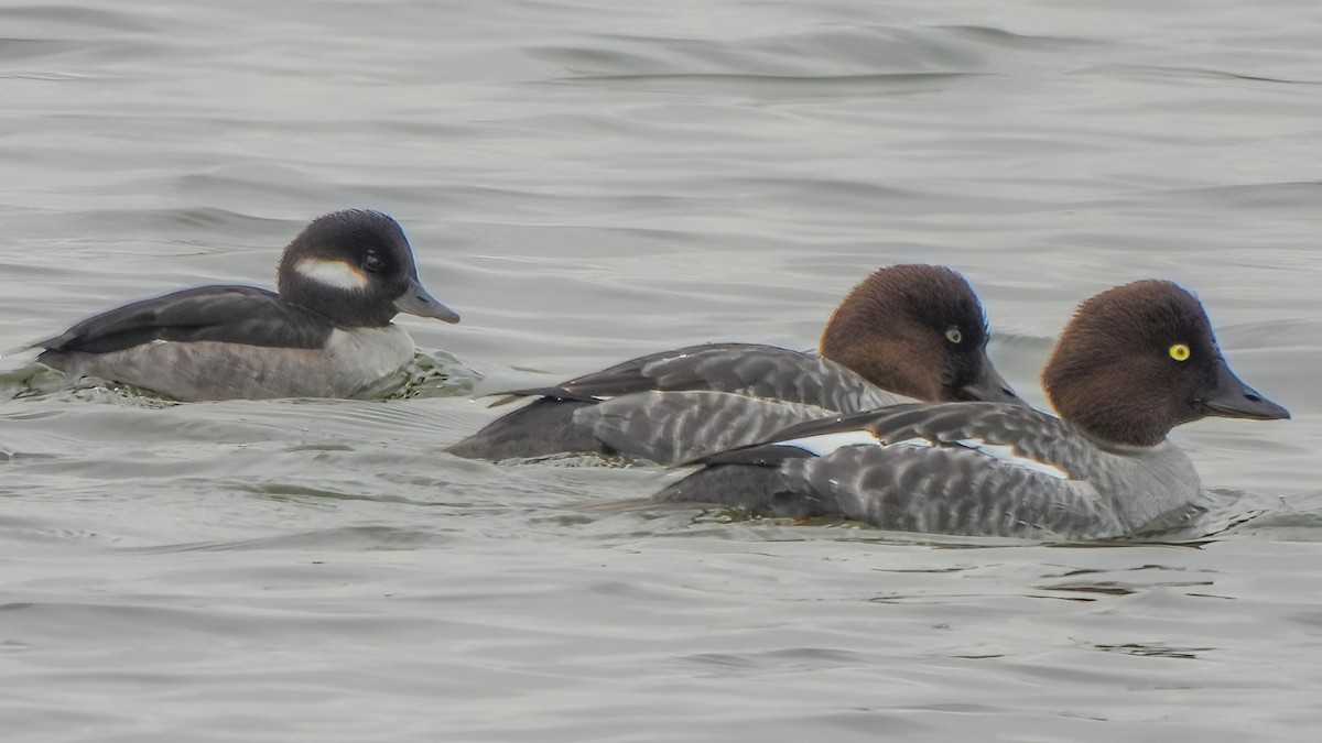 Büffelkopfente - ML646767930