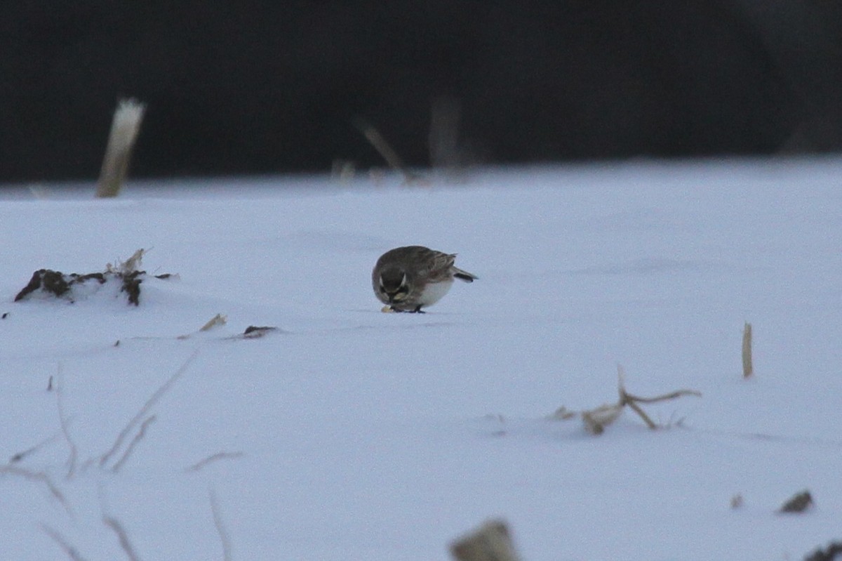 Рогатый жаворонок - ML646767940