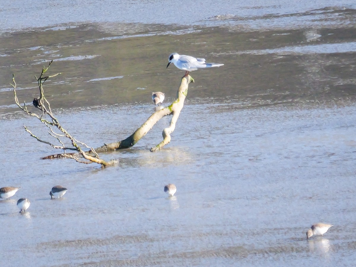 Forster's Tern - ML646767941