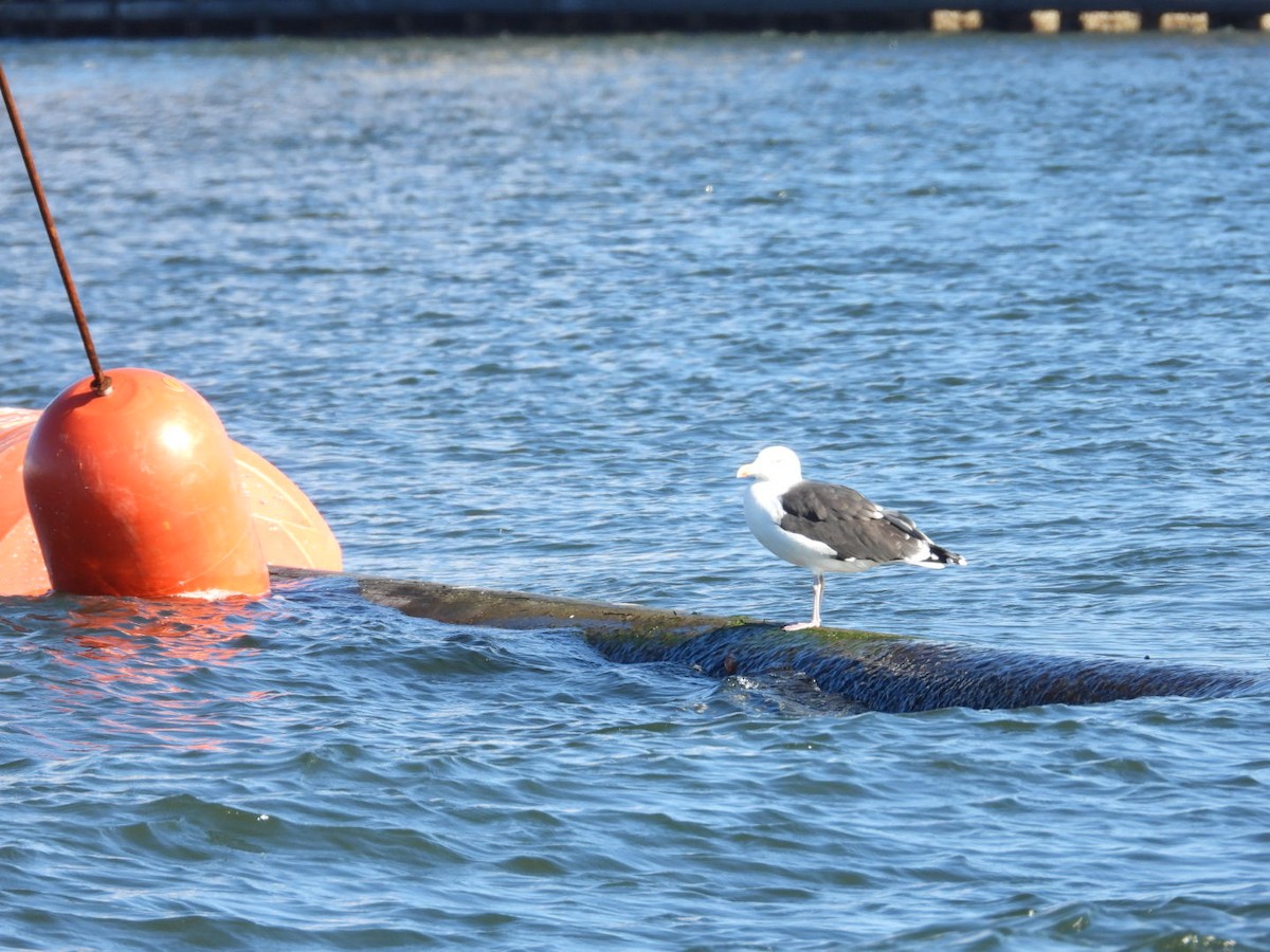 Great Black-backed Gull - ML646767943