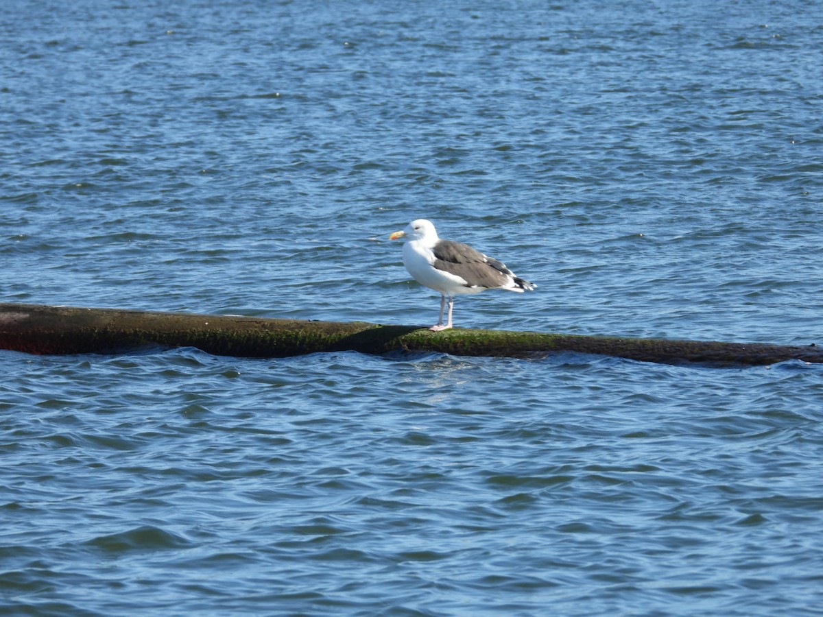 Great Black-backed Gull - ML646767944
