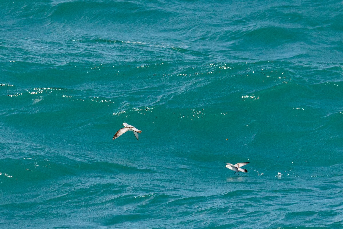 Пріон сніжний - ML646767945