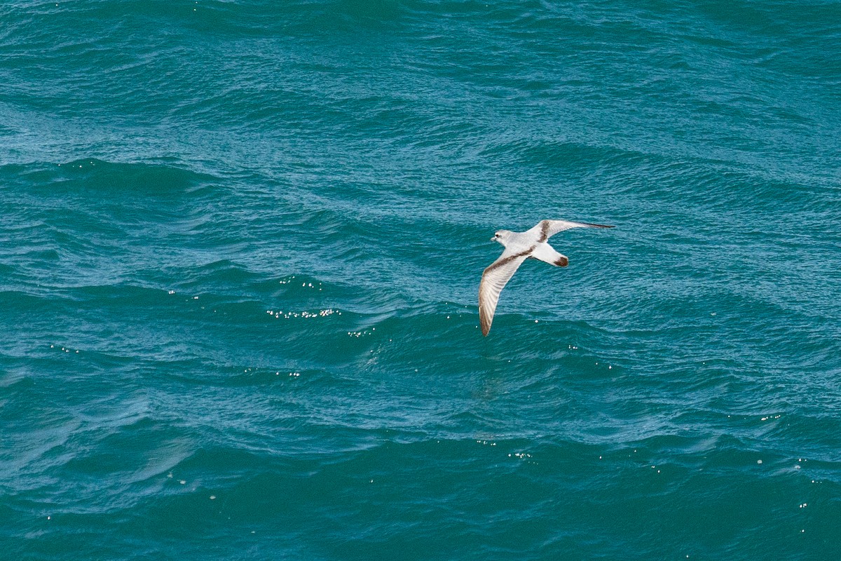 Пріон сніжний - ML646767946