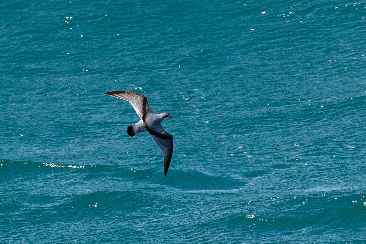 Пріон сніжний - ML646767947