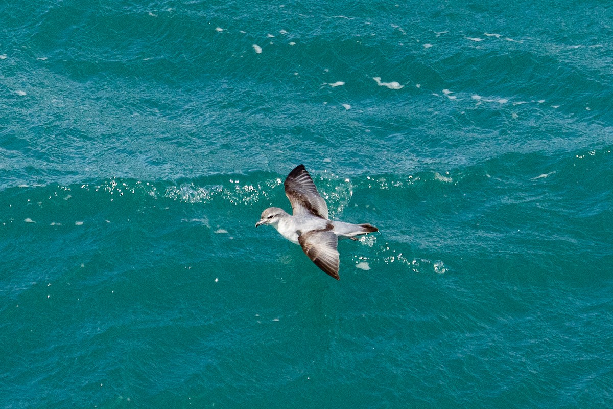 Пріон сніжний - ML646767948