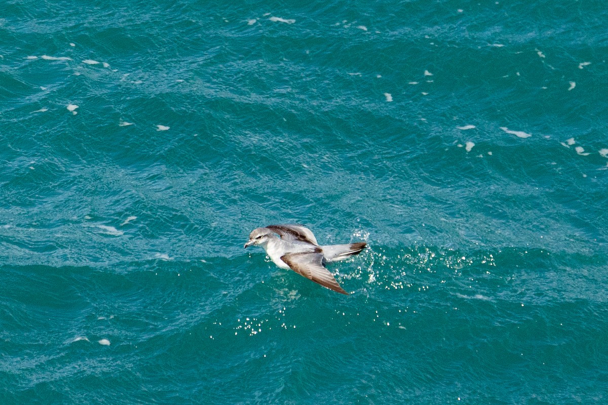 Пріон сніжний - ML646767949