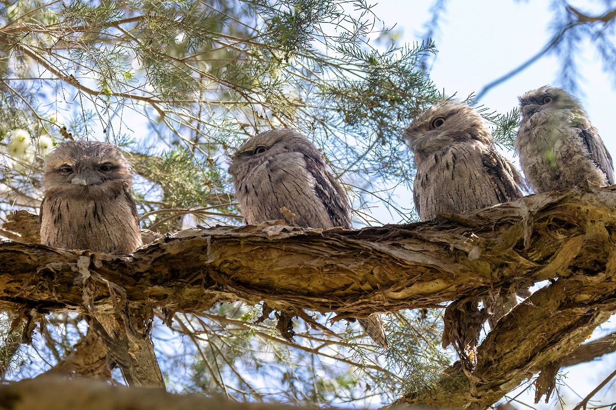 Tawny Frogmouth - ML646767951