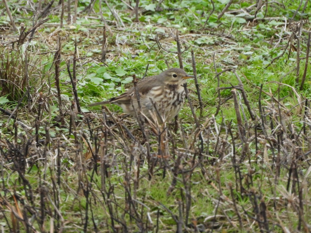Виргинский опоссум - ML646767952