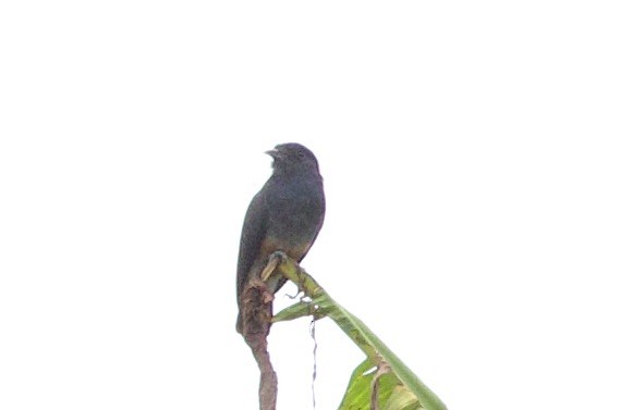 Barbacou à croupion blanc - ML646767954