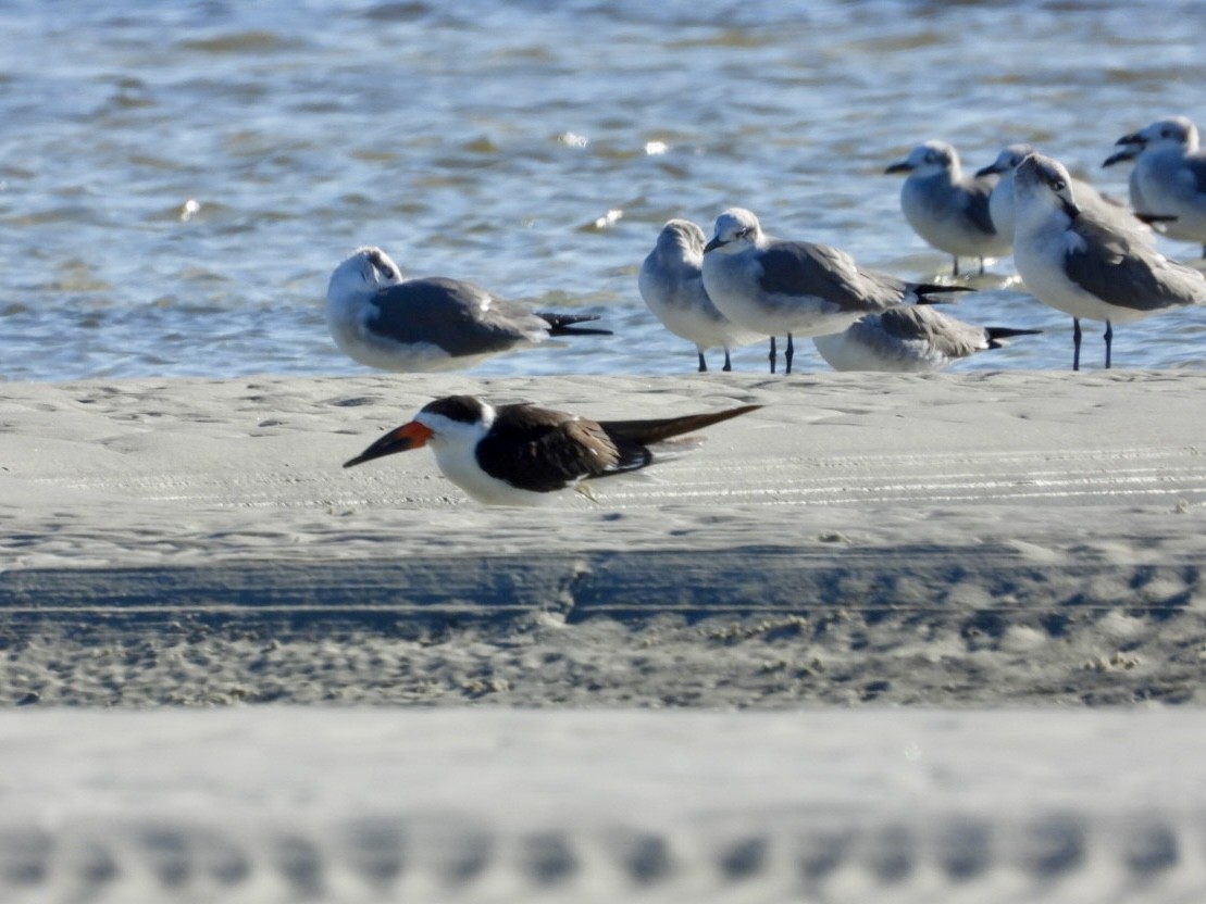 Black Skimmer - ML646767968