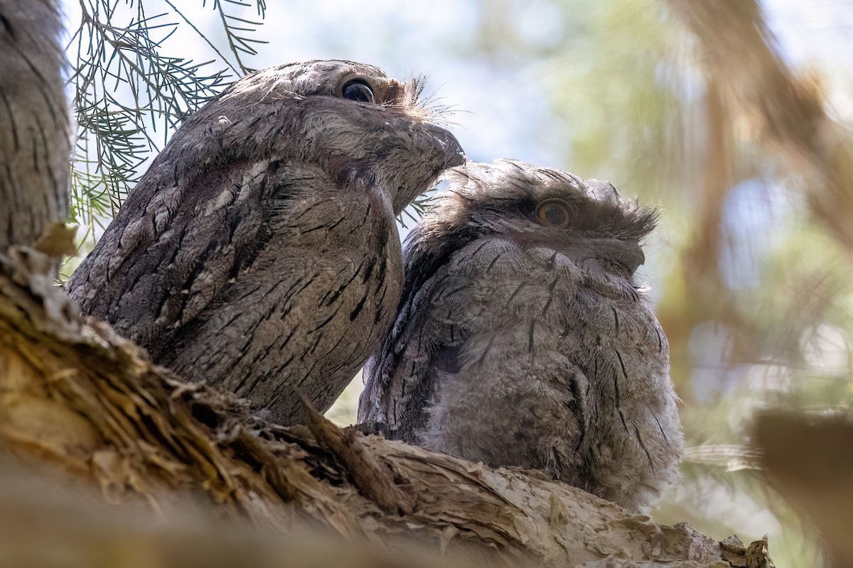 Tawny Frogmouth - ML646767988
